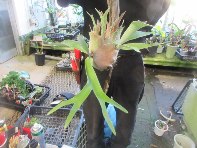 P. Callard oc ビカクシダ ビカクシダ カラード P.Callard 子株 板付け Platycerium コウモリラン