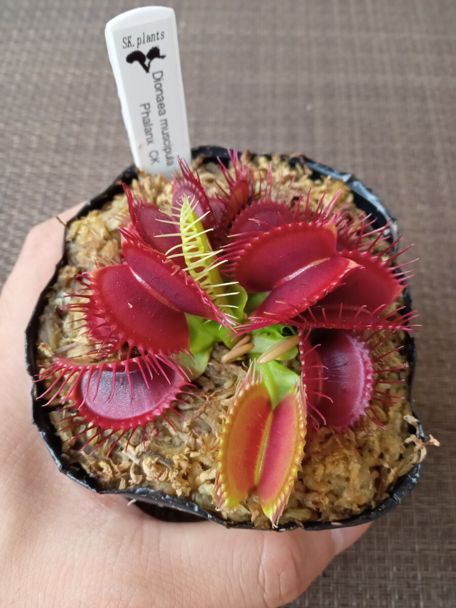 ハエトリソウ GJ Phalanx /// Dionaea 園芸品種 食虫植物 ディオネアの