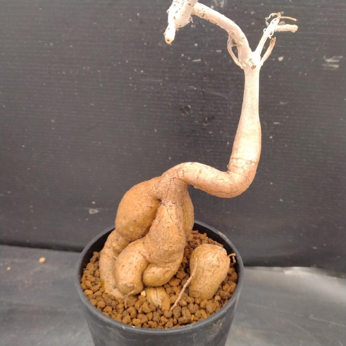 キフォステンマ エレファントプス Cyphostemma elephantopus 大株の