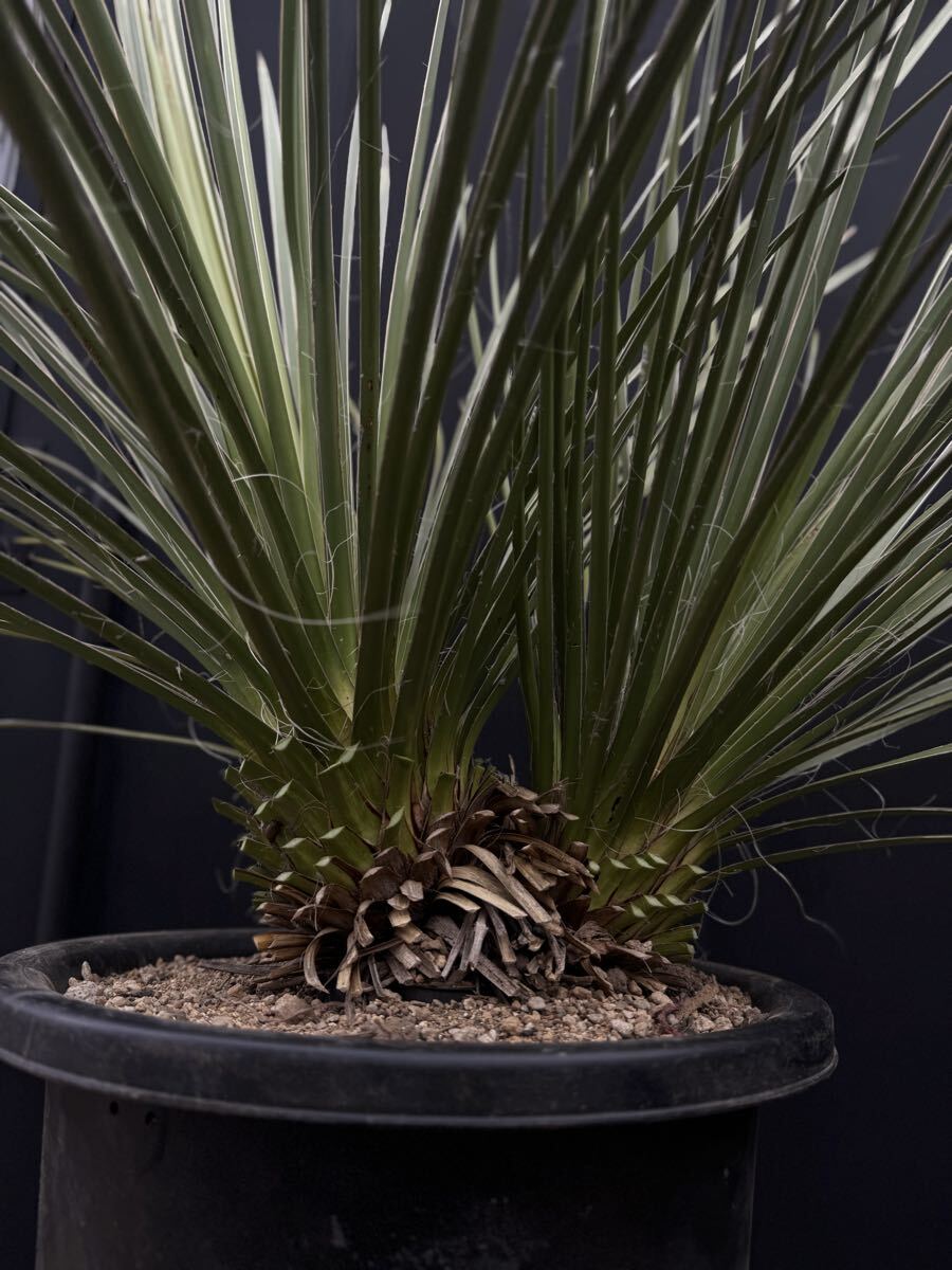 中古】ユッカ グラウカ ″ Yucca glauca ″ の落札情報詳細 - Yahoo