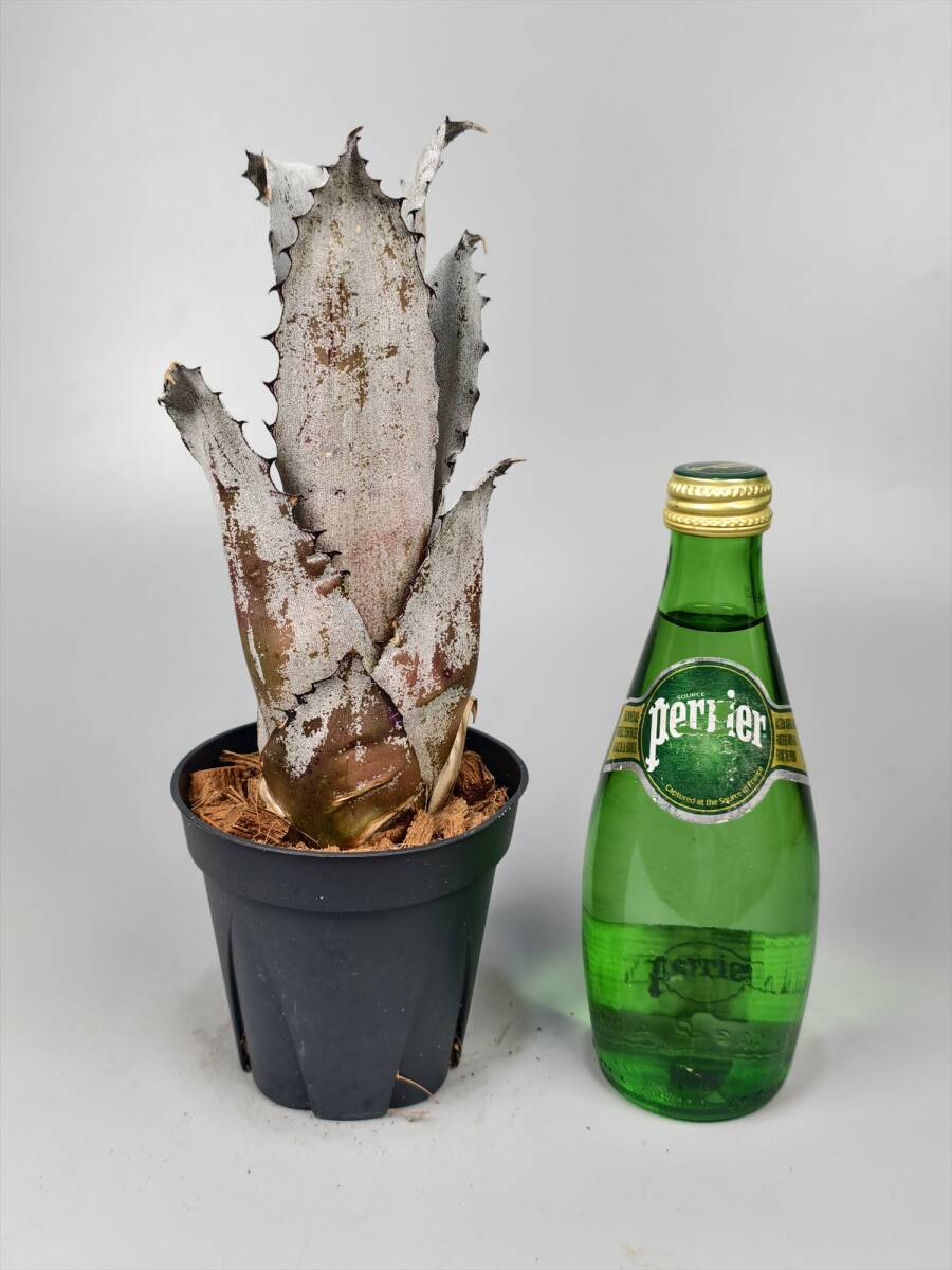 新入荷！Hohenbergia Karla 輸入ベアルート苗 ホヘンベルギア カーラの