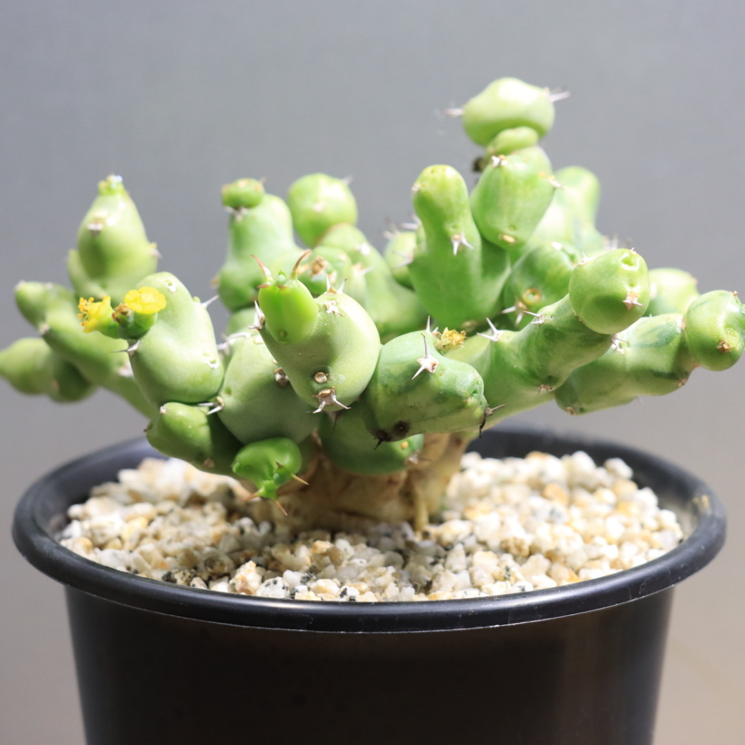 ☆サイカス クリビコーラ ルテア Cycas clivicola subsp. lutea 国内