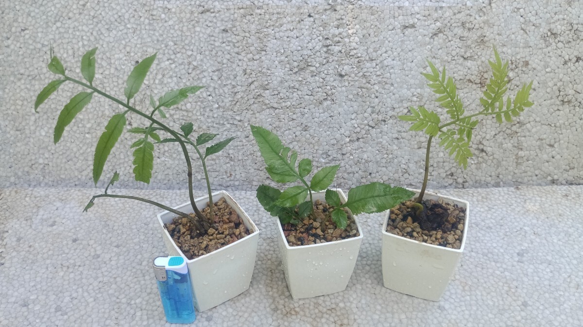 新品】山野草 シダ リュウビンタイ 超特大株 新芽付き エの落札情報