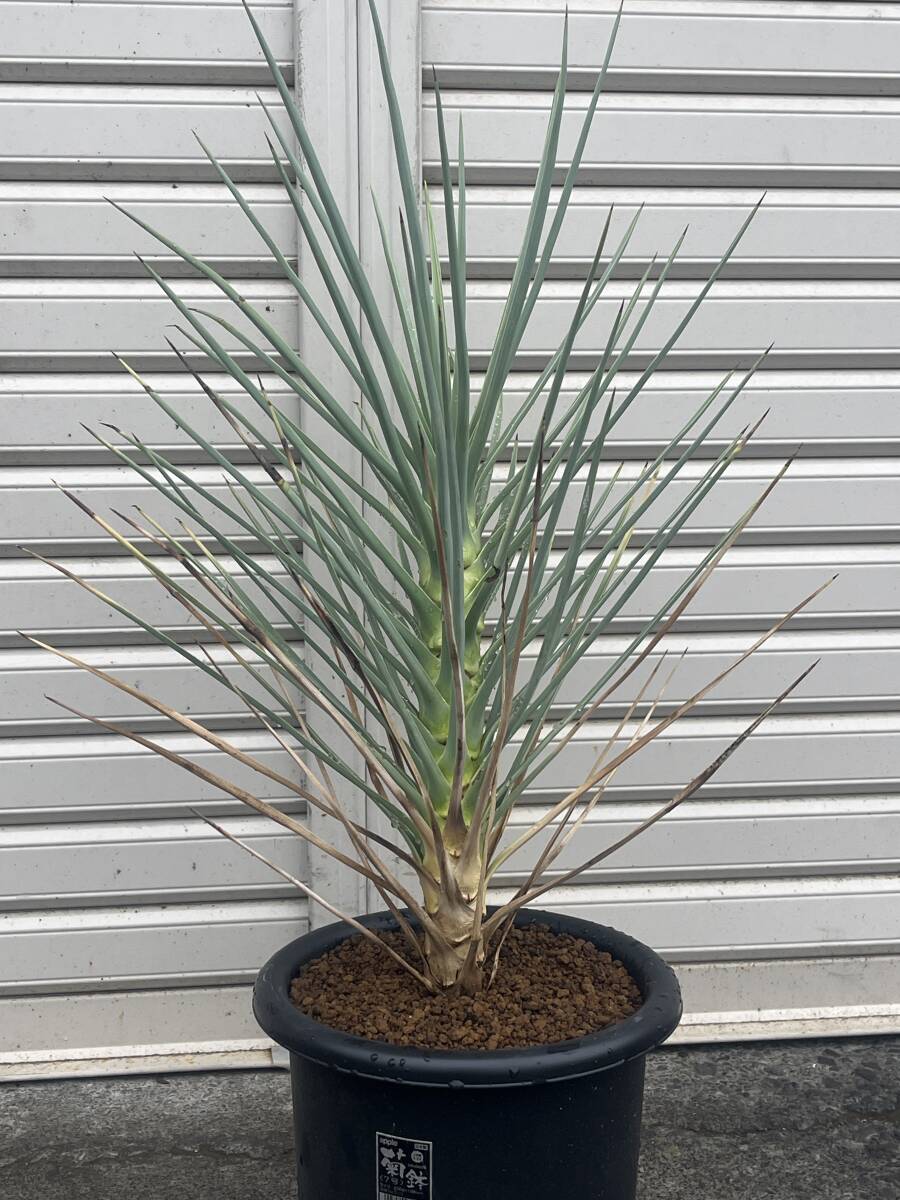 中古】☆ ユッカ・ジョシュアツリー Yucca brevifolia ''現地株
