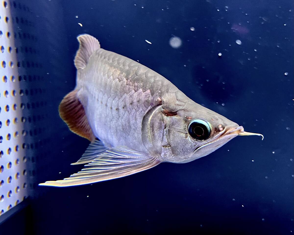 魚類、水生生物 プラチナヒレナガ鯉 ウルトラショート ダルマボディ 