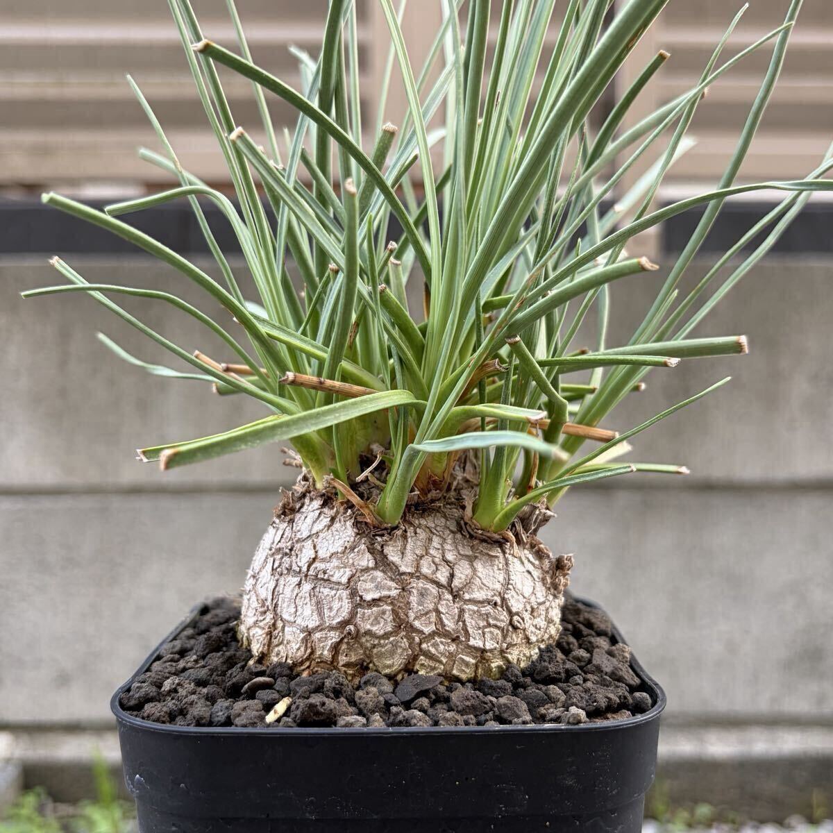 中古】Calibanus hookeri カリバナス フーケリー コーデックス 塊根