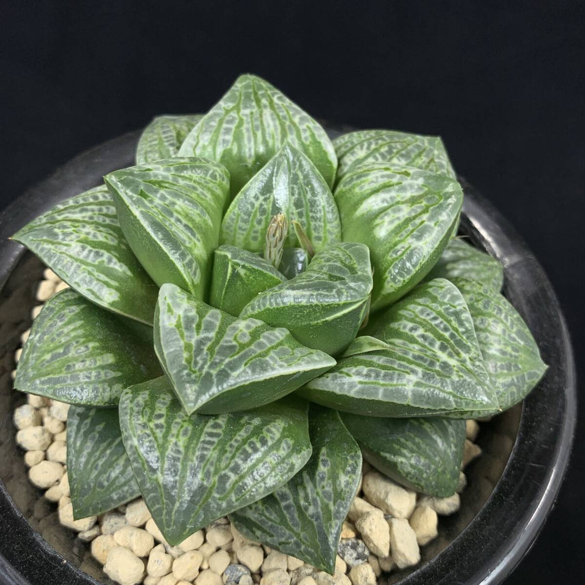 中古】（≧∇≦）多肉植物 ハオルチア ツタンカーメン×コンプトの落札