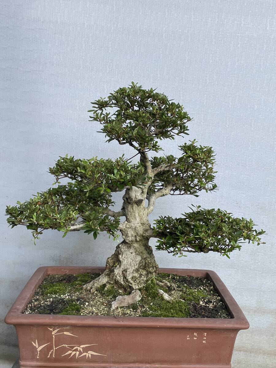 新品】《厳選品真柏、希少な筏吹き、樹高46cm》◇自由盆栽の落札情報