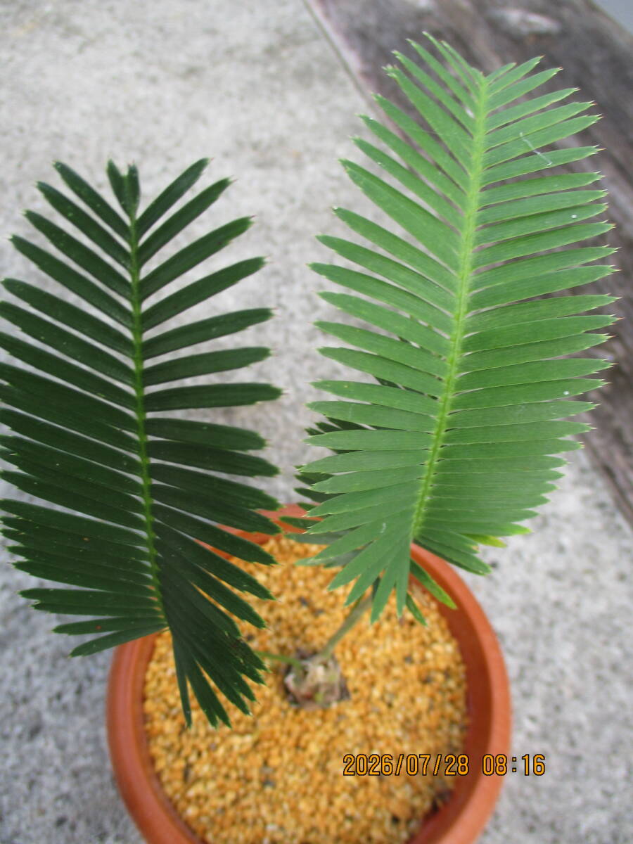 植物】◇◇極上特大!! 標本クラス!! Dioon Edule ディオーン・エデュレ