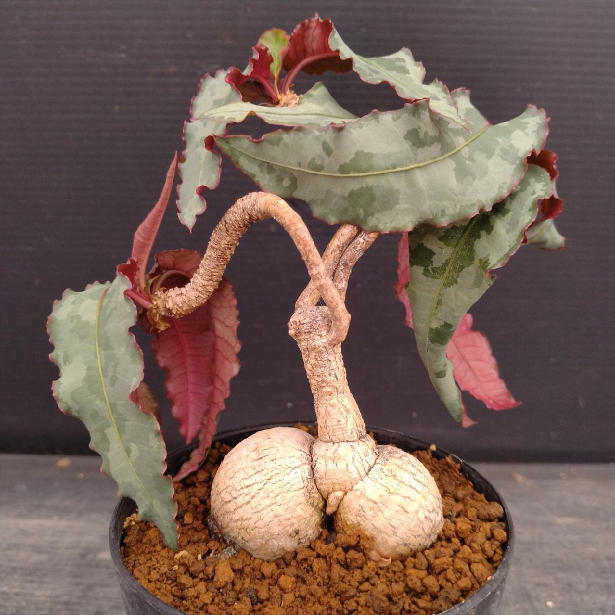 新品】ウ695 【多肉植物】ユーフォルビア クレメルシー【発根確認株