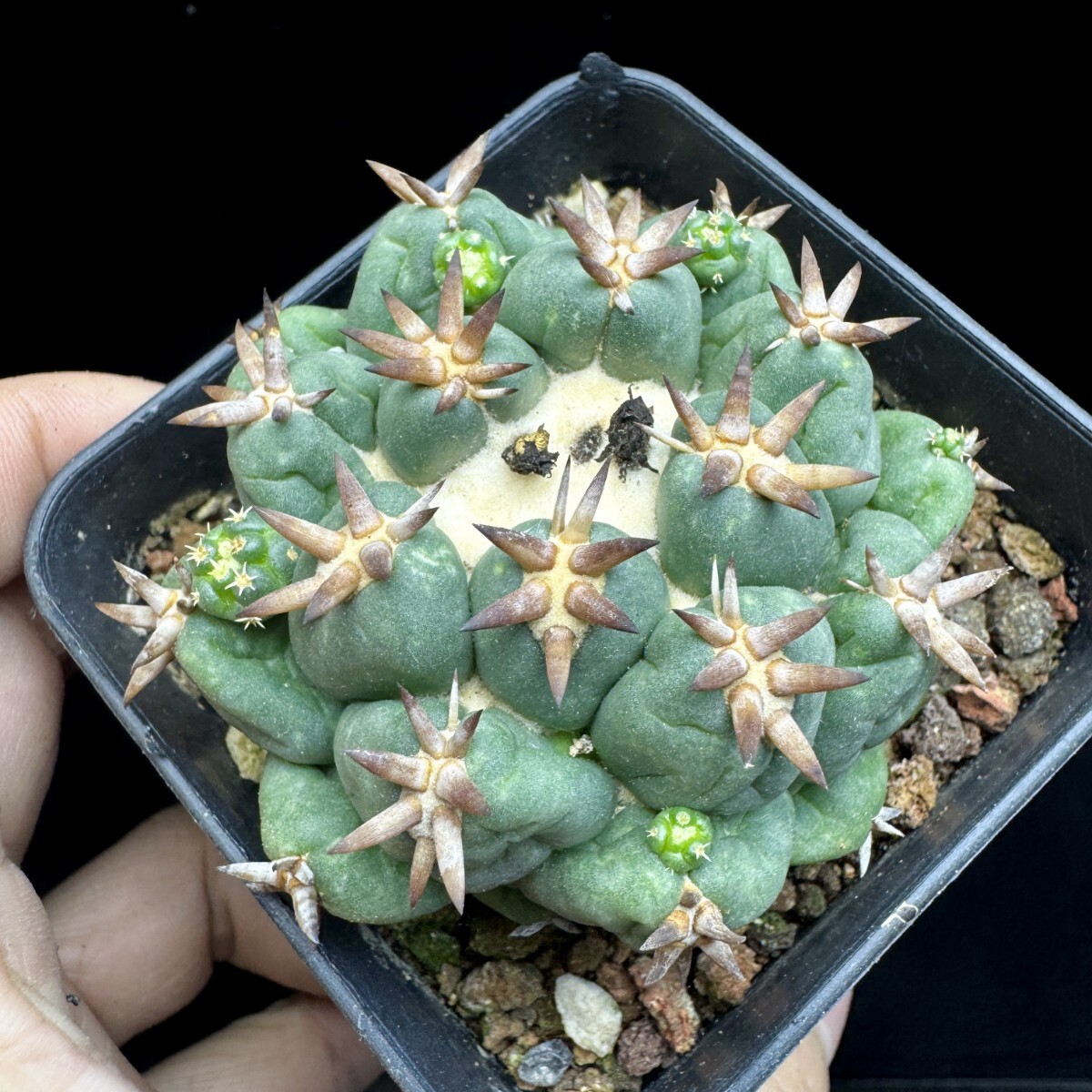 新品】カキコ 無刺コリファンタ 刺無象牙丸 Coryphantha elephantidens