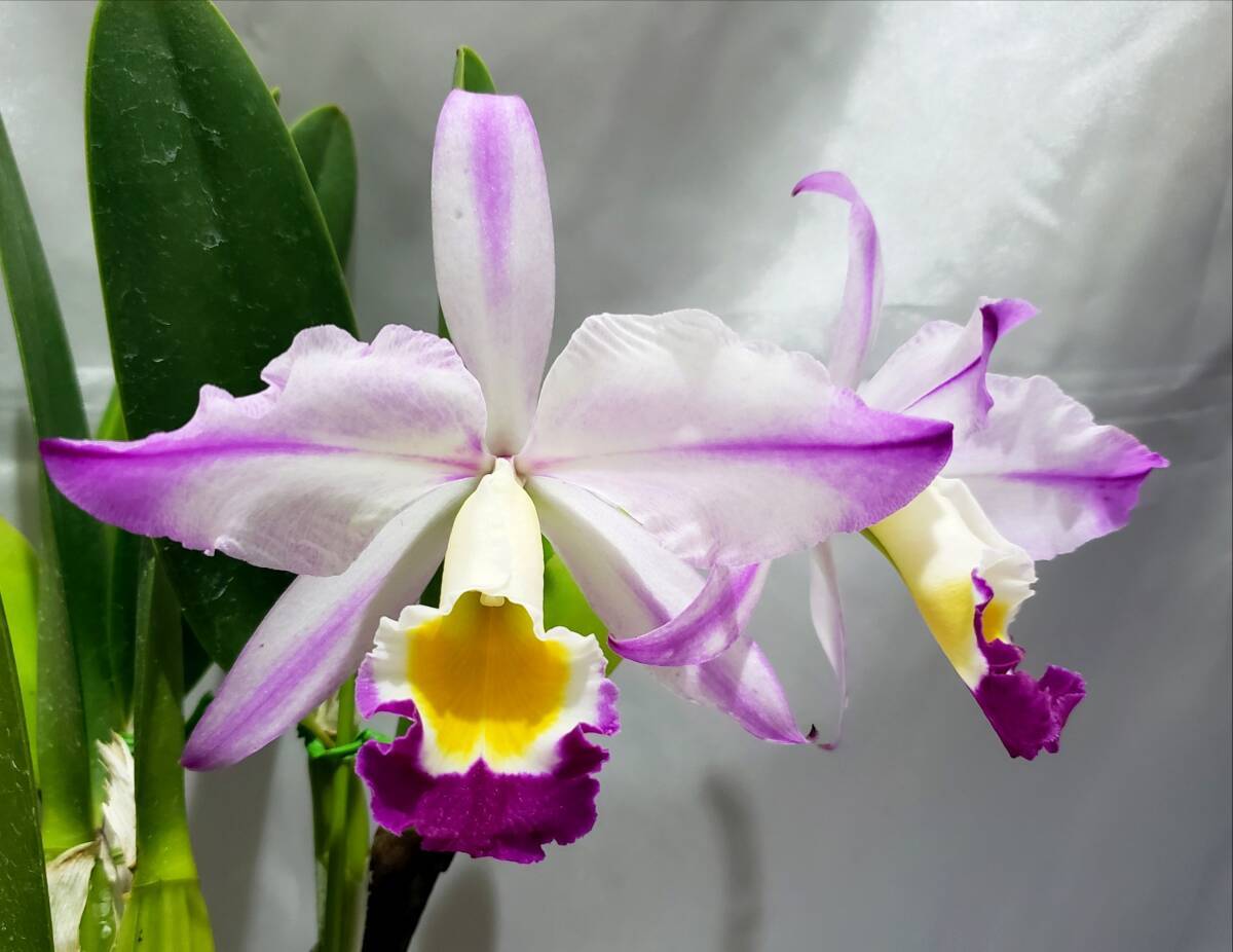 栽培品】洋蘭 原種 カトレア C. wallisii aquinii rubra 'Enami'HCC