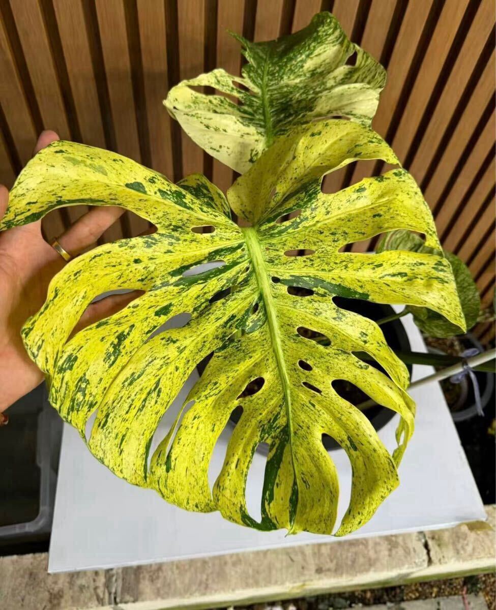 新品】【激レア】タイの僧侶 リアルフィギュア シワやホクロまで精巧な