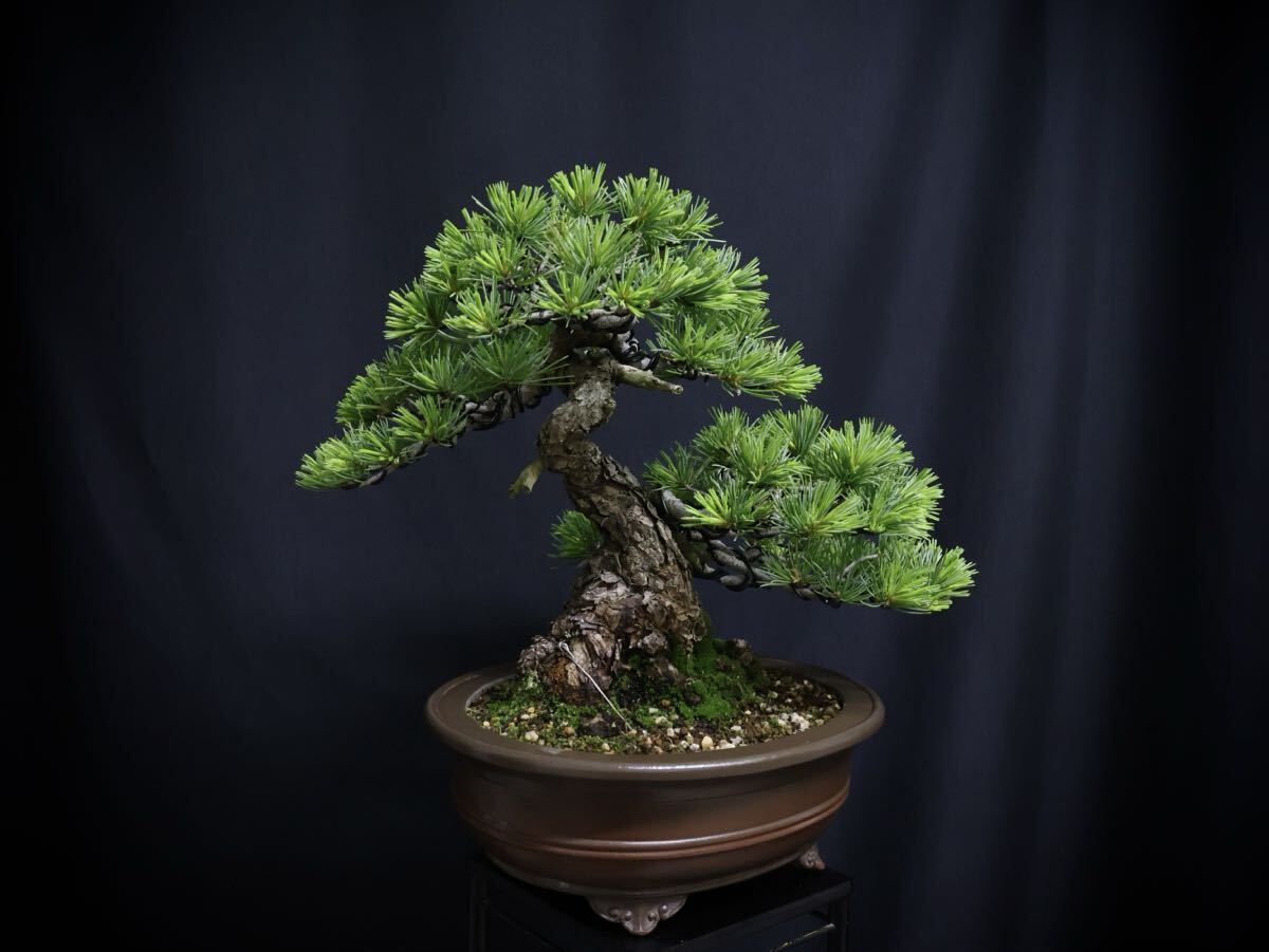 ☆】「吾妻五葉松／大巓性／樹高14㎝／模様木／葉性.樹形抜群／小品