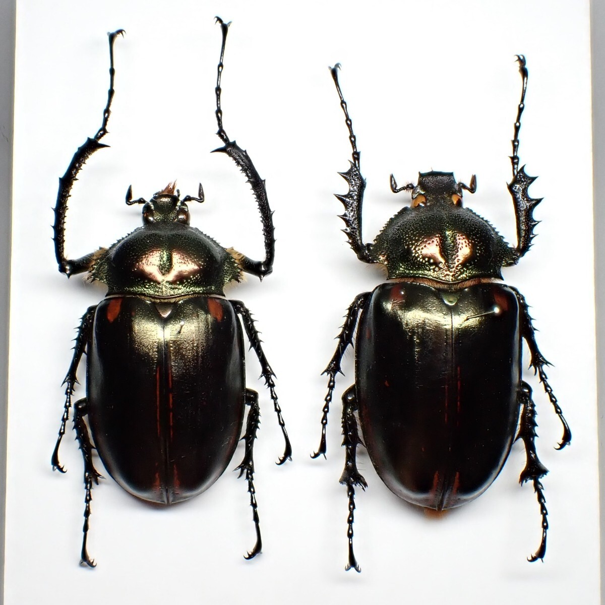 新品】標本 特大 65mm フジオカテナガコガネ Cheirotonus fujiokaiの