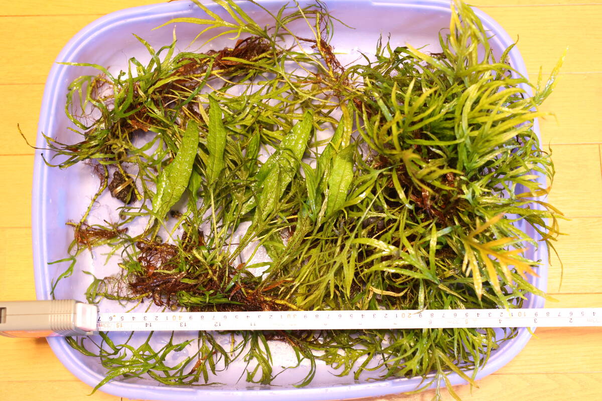 静華蝦】大株！ミクロソリウムトライデント活着ルートウッド(無農薬)の