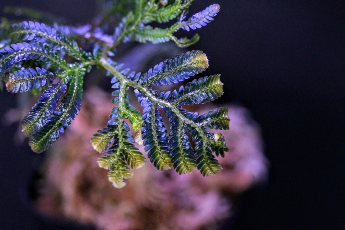 新品】艶々の光沢ブルー！！◇ Begonia sp. Temuyuk, Kalimantan Barat