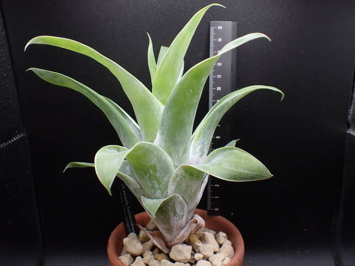 中古】☆ プヤ・ベルテロニアナ Puya berteroniana ☆ アナナス、観葉