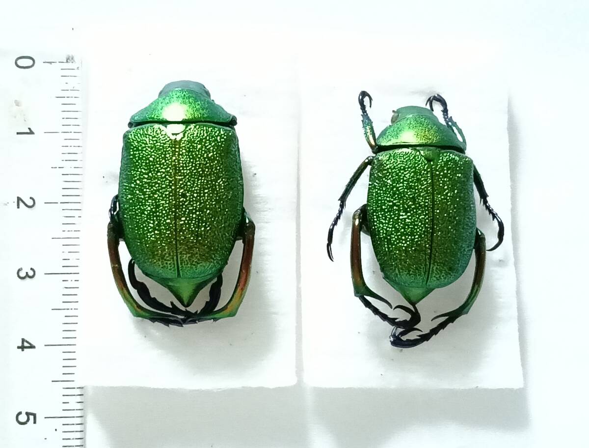 新品】シンジュアシナガコガネ♂ no.1 美麗個体 ＊実物の光沢は強めの