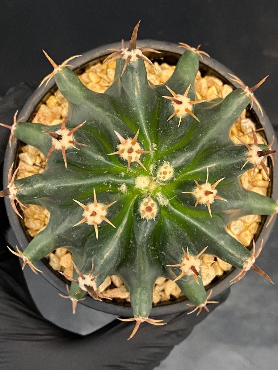未使用】フェロカクタス・江守(大株) サボテン Ferocactus emoryiの