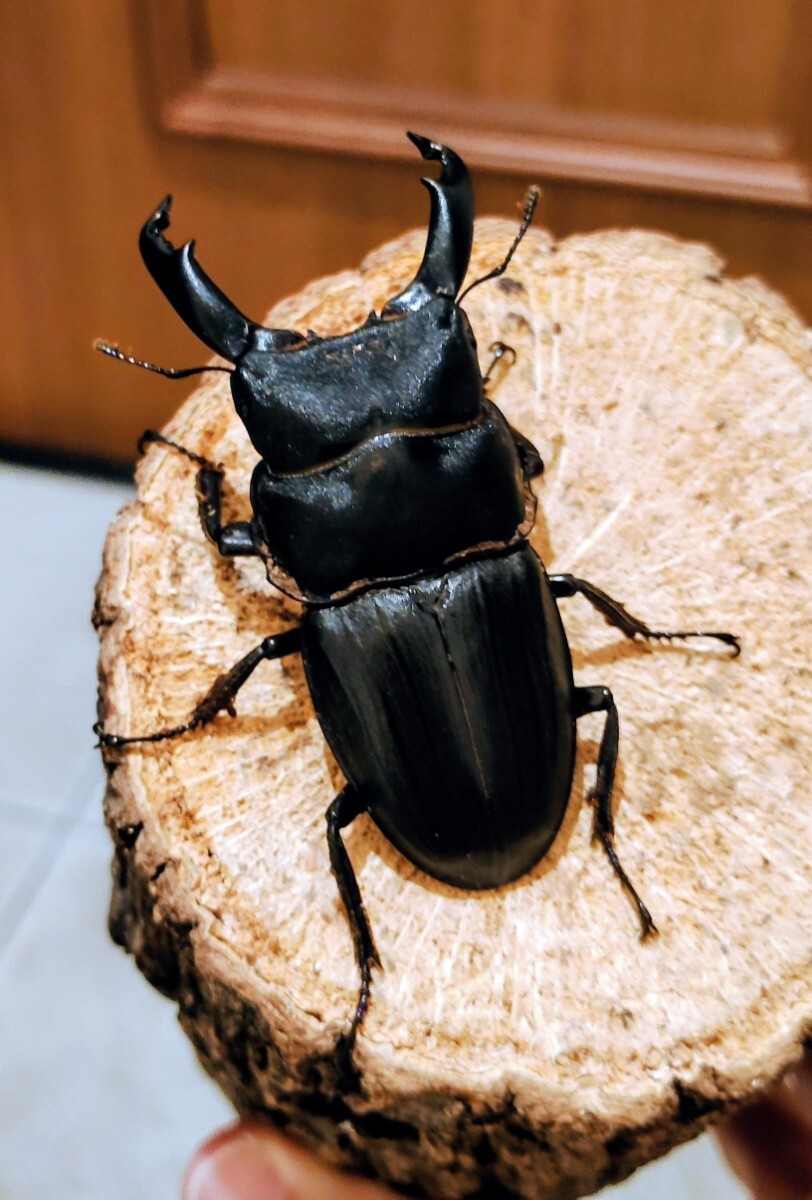 新ムシキング 超神化4弾 R スジブトヒラタクワガタ グー鋼鉄のV