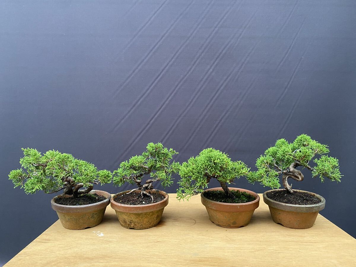 一蒼＞6点セット 小品盆栽 豆盆栽 和鉢 宗像一蒼の落札情報詳細