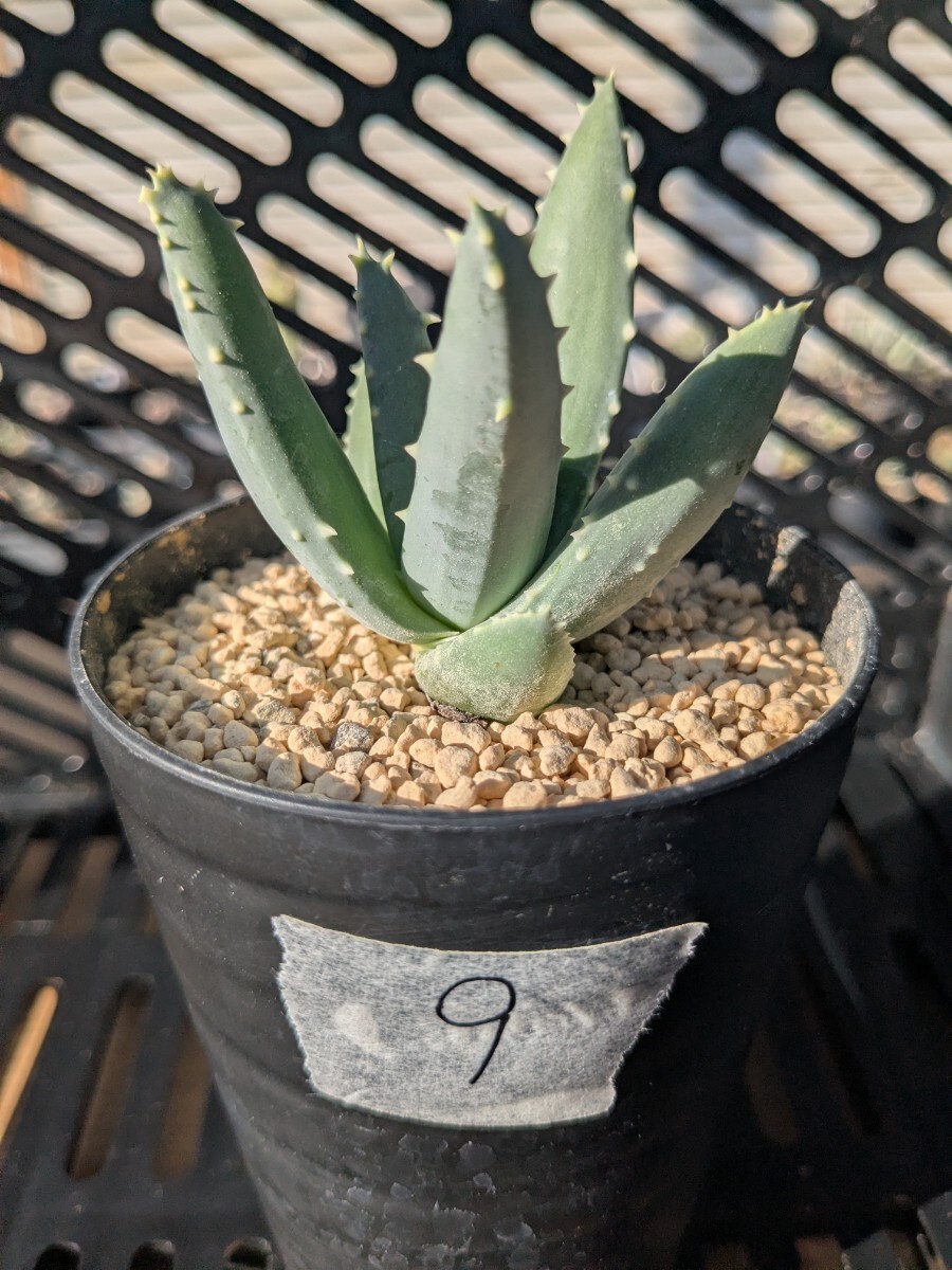 植物】希少種 アロエ・ピランシー Aloe pillansiiの落札情報詳細