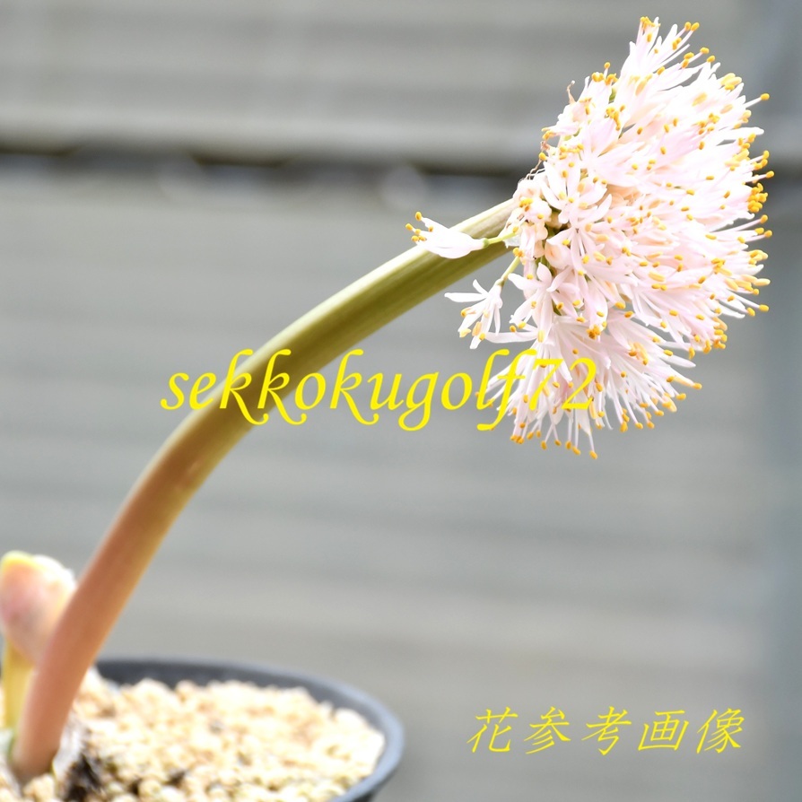 植物】斑入りマユハケオモト☆多肉植物☆球根【斑入り 白縞