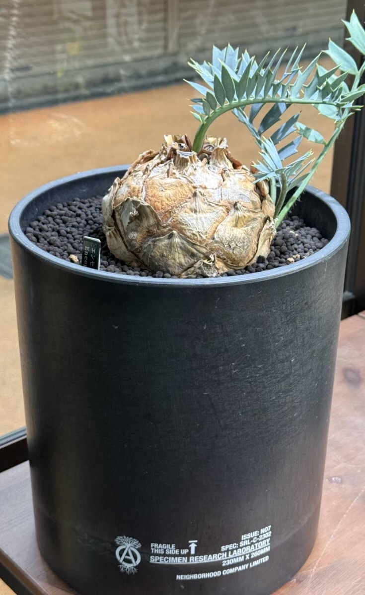 Encephalartos horridus エンセファラルトス ホリダス 塊茎部8cm