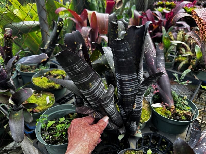 ビルベルギア Billbergia」の直近30日のオークション落札価格一覧