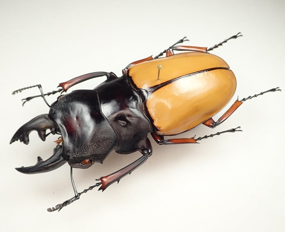 フェモラリスツヤクワガタ トリオ