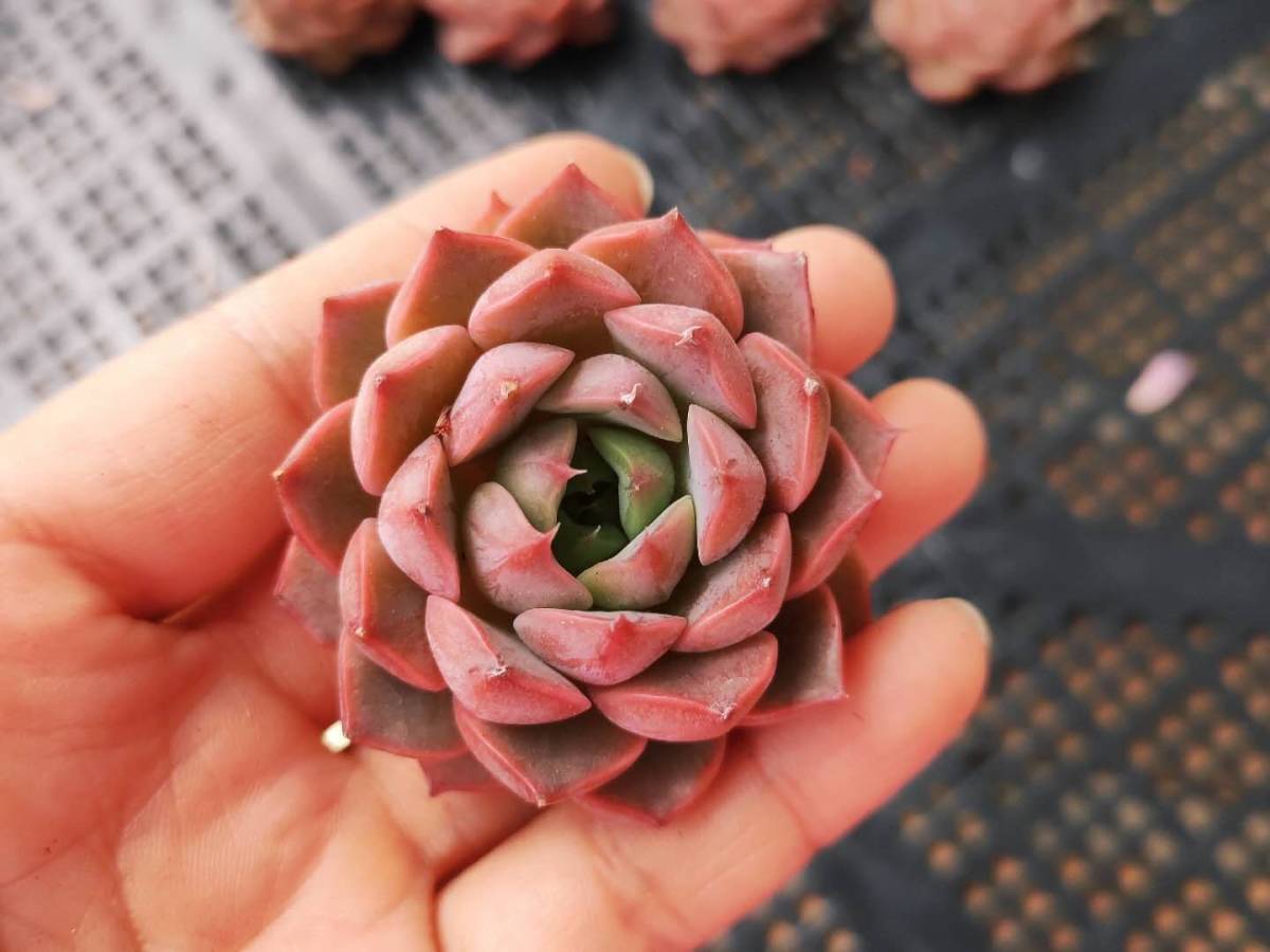 在庫処分大特価 韓国多肉植物 韓国苗 エケベリア Echeveria 1112 301ローズウーマン個 岡山在庫 11 25岡山発送 柔らかい Www Veenaproducts Com