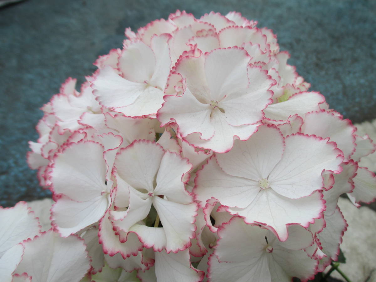 新品 ｈ 013 ブリーディングセレクション紫陽花 アネラ 大栄花園さん育種 希少 5号 超おすすめ の落札情報詳細 ヤフオク落札価格情報 オークフリー スマートフォン版