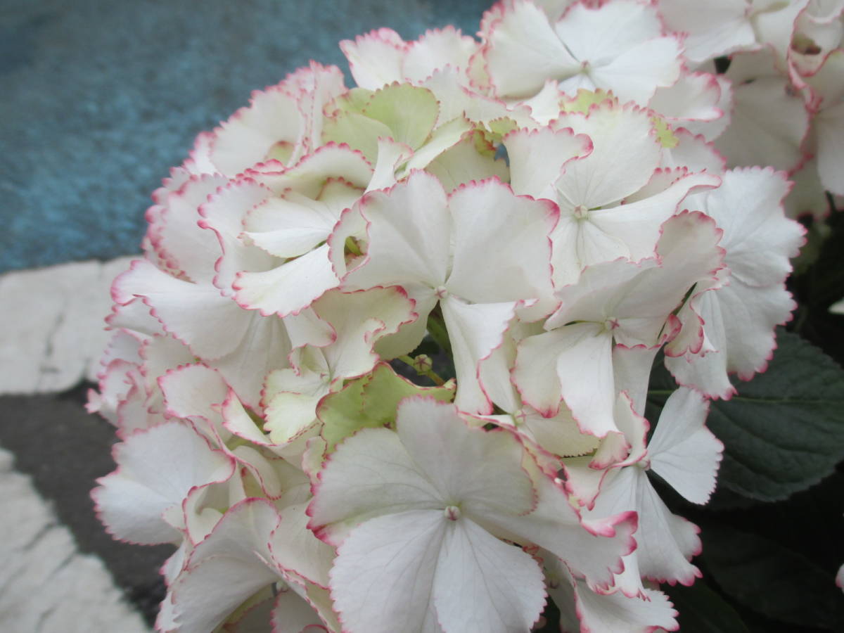 新品 ｈ 013 ブリーディングセレクション紫陽花 アネラ 大栄花園さん育種 希少 5号 超おすすめ の落札情報詳細 ヤフオク落札価格情報 オークフリー スマートフォン版