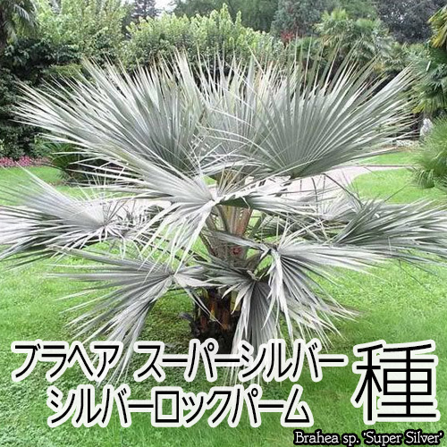 新品】ブラヘア スーパーシルバー 種10個+5個 【送料無料・即決