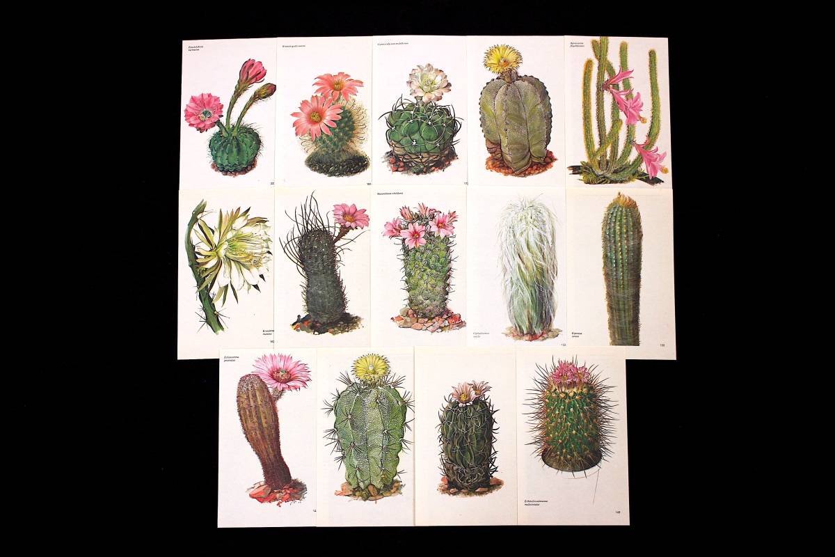 チェコの古いサボテンのイラスト15枚セット ヴィンテージ ヨーロッパ チェコ雑貨 東欧 紙物 植物画 花 インテリア 蚤の市 雰囲気 の落札情報詳細 ヤフオク落札価格情報 オークフリー スマートフォン版