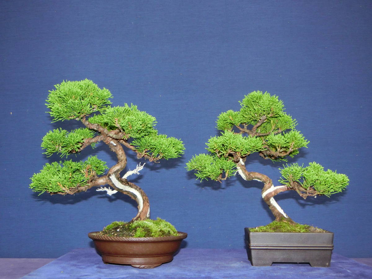 ‼️真柏盆栽‼️2点セット‼️ 真柏2鉢セット 【公式通販】