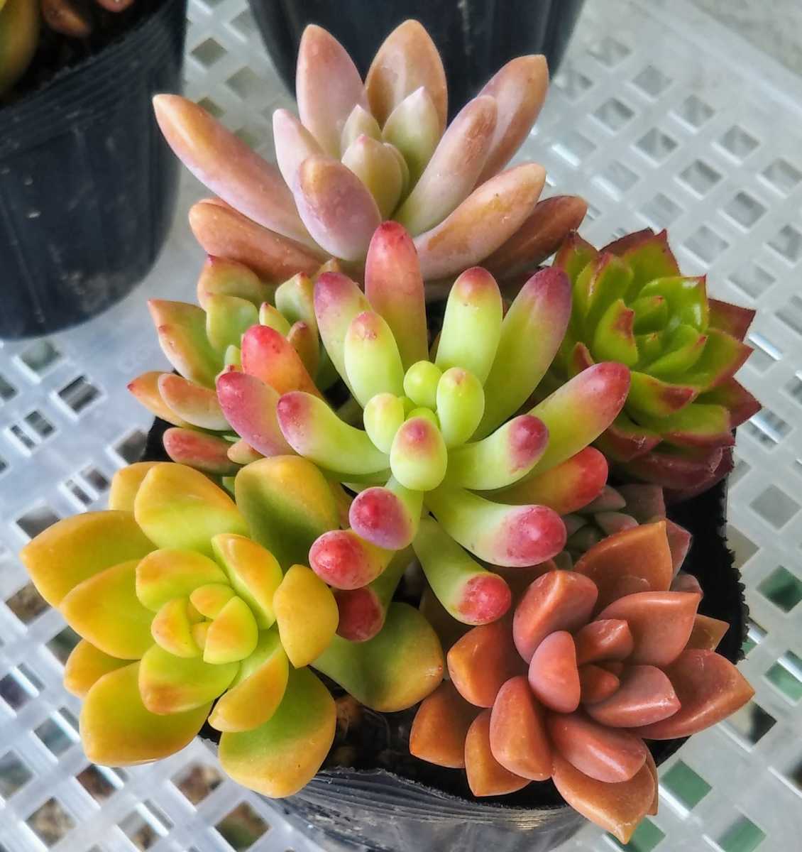 抜き苗 多肉植物 カラフル寄せ植え 7種盛り の落札情報詳細 ヤフオク落札価格情報 オークフリー