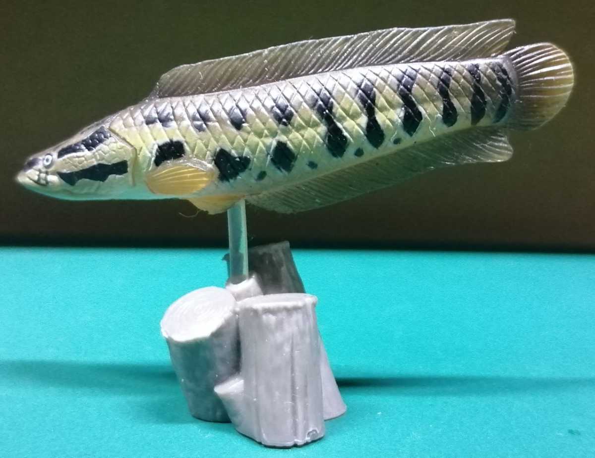 原色淡水魚図鑑 カムルチー 雷魚 ライギョ フィギュア の落札情報詳細 ヤフオク落札価格情報 オークフリー スマートフォン版