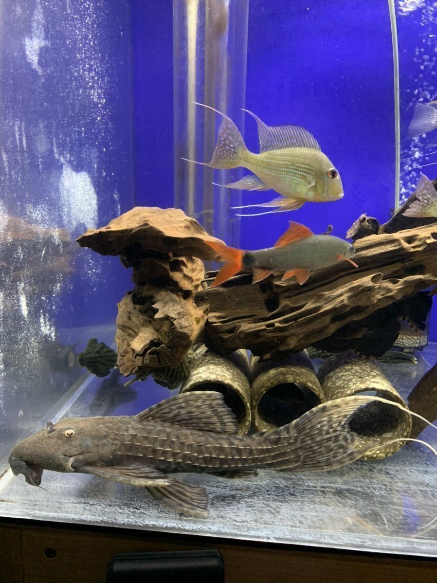 ブラックキングスカーレット ツクルイ の落札情報詳細 ヤフオク落札価格情報 オークフリー スマートフォン版