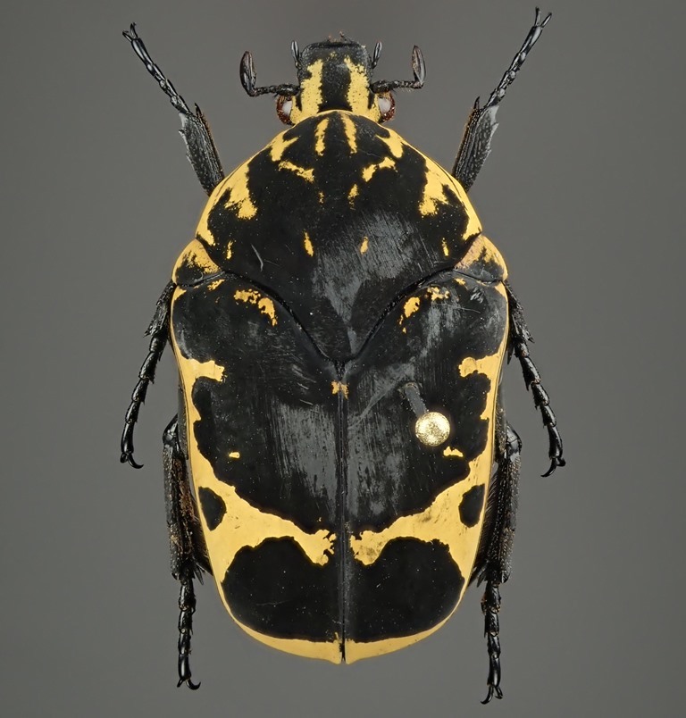 ホウシャハナムグリ