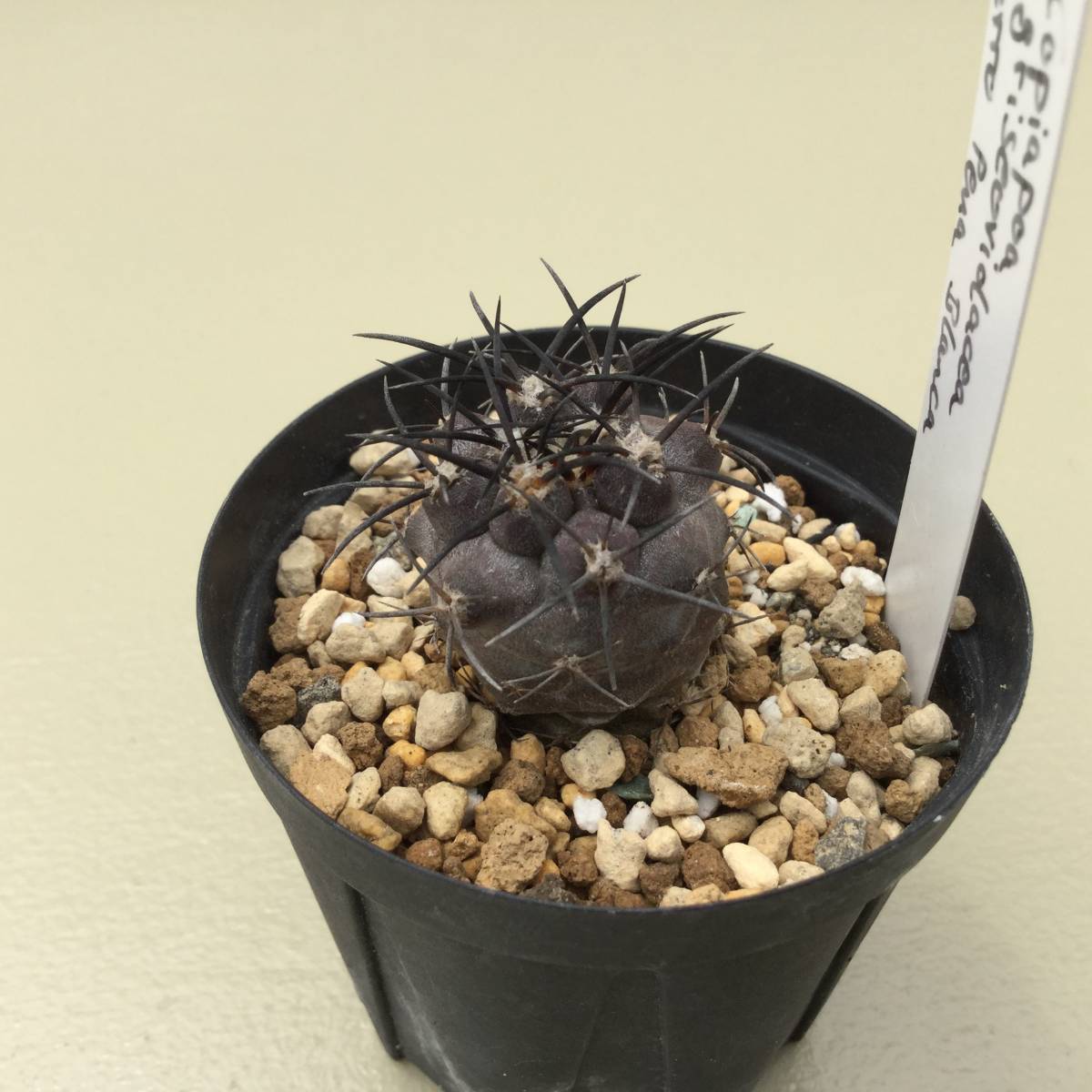 コピアポア 栗星玉 カキコ 【公式通販】