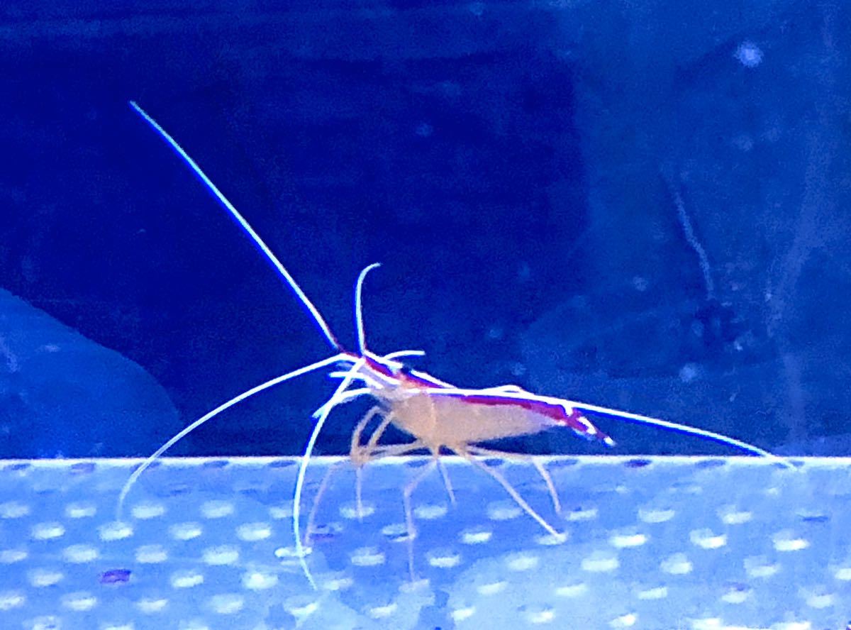 新品 スカンクシュリンプ 2匹セット エビ 生体 海水魚 通販 の落札情報詳細 ヤフオク落札価格情報 オークフリー スマートフォン版