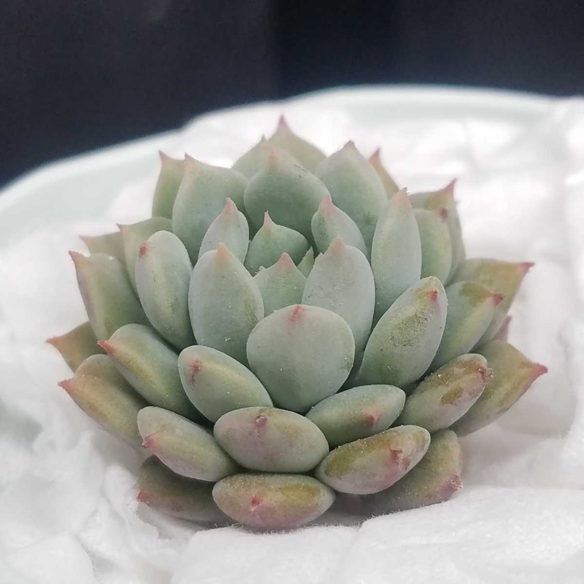 非売品 多肉植物 ホワイトドラゴン カット苗 フラワー ガーデン Www Cecop Gob Mx