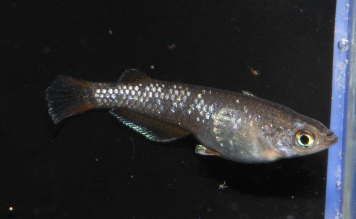 新品 垂水直系ブロンズ 王妃のｆ１ アルビノヘテロのペア の落札情報詳細 ヤフオク落札価格情報 オークフリー スマートフォン版