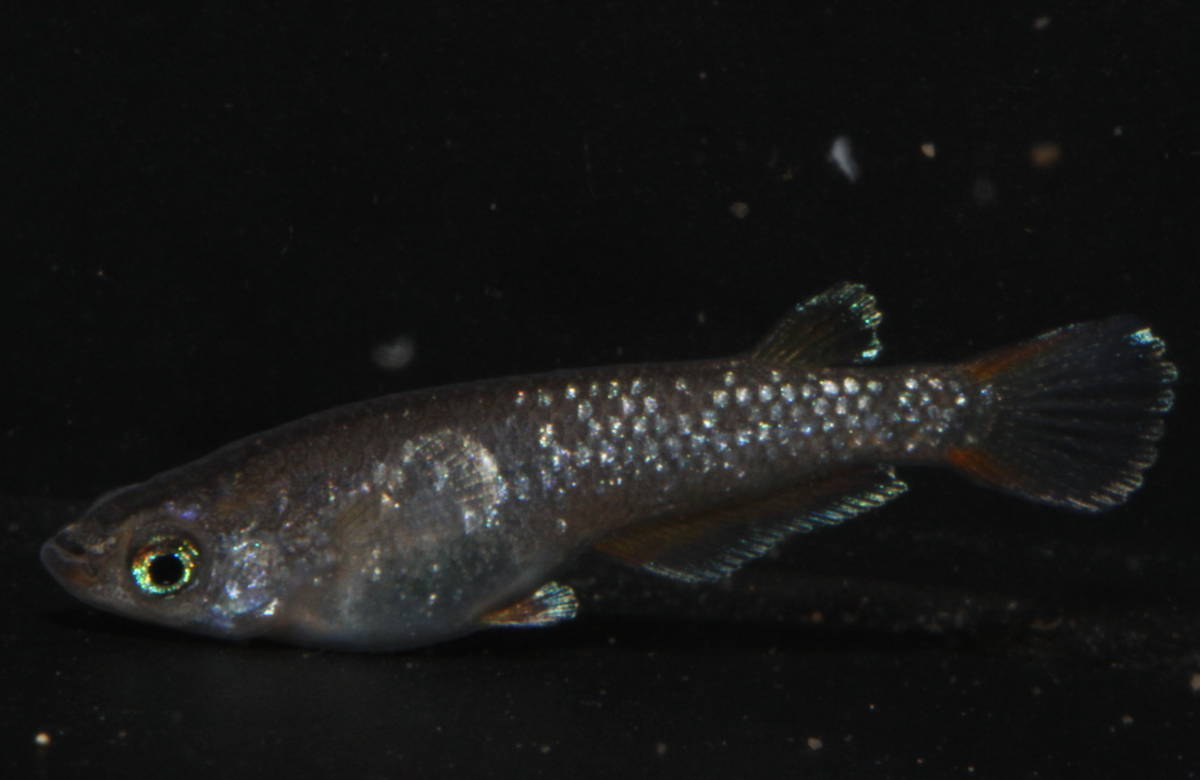 新品 垂水直系ブロンズ 王妃のｆ１ アルビノヘテロのペア の落札情報詳細 ヤフオク落札価格情報 オークフリー スマートフォン版