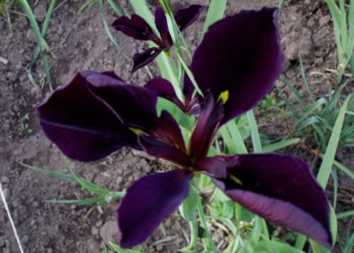 乾地性 ルイジアナ アイリス 3芽 品種名 ゲームコック 神秘的な 濃い黒紫の花 の落札情報詳細 ヤフオク落札価格情報 オークフリー スマートフォン版
