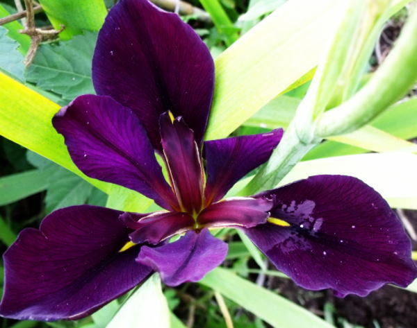 乾地性 ルイジアナ アイリス 3芽 品種名 ゲームコック 神秘的な 濃い黒紫の花 の落札情報詳細 ヤフオク落札価格情報 オークフリー スマートフォン版