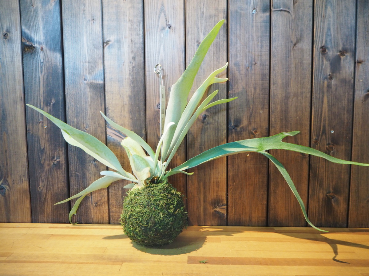 コウモリラン ビーチー 苔玉仕立て 4号 ブラセティリューム ビカクシダ の落札情報詳細 ヤフオク落札価格情報 オークフリー スマートフォン版