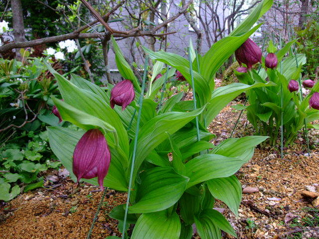K12 厚岸ホテイアツモリソウ ホテイアツモリソウ